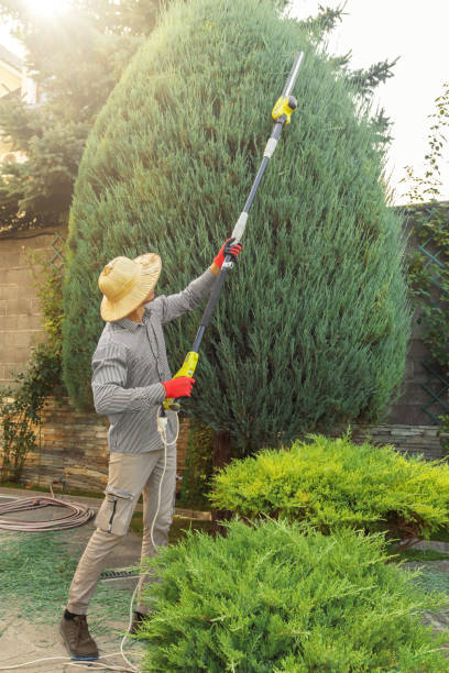 Tree and Shrub Care